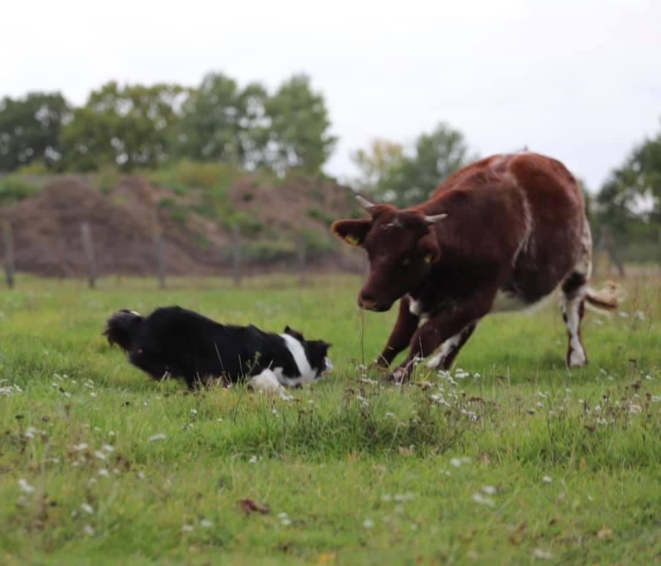 Border Collie bei der Arbeit an einer Kuh