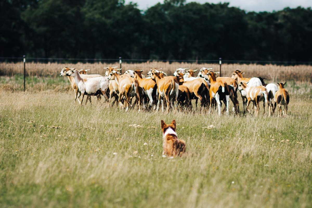 Border Collie und Schafherde auf einer Weide